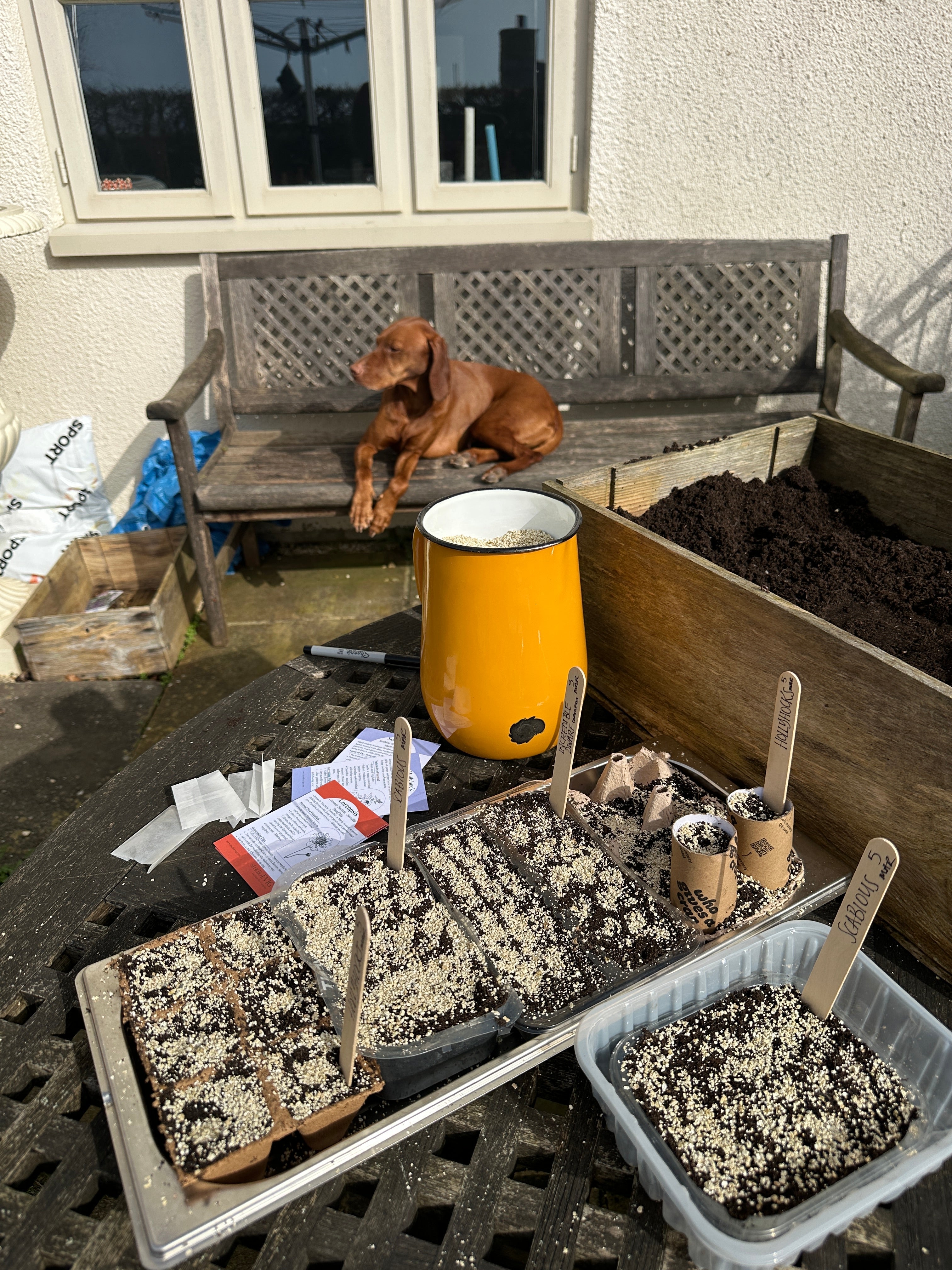 Sowing seeds in recycled containers