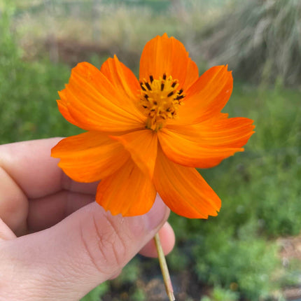 Orange cosmos flower held by a hand with a blurred natural background