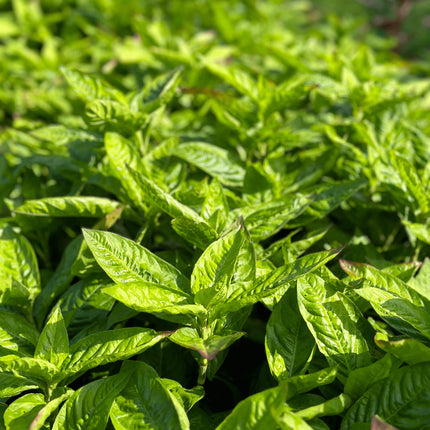 Close-up of green Japanese Indigo leaves with a blurred background