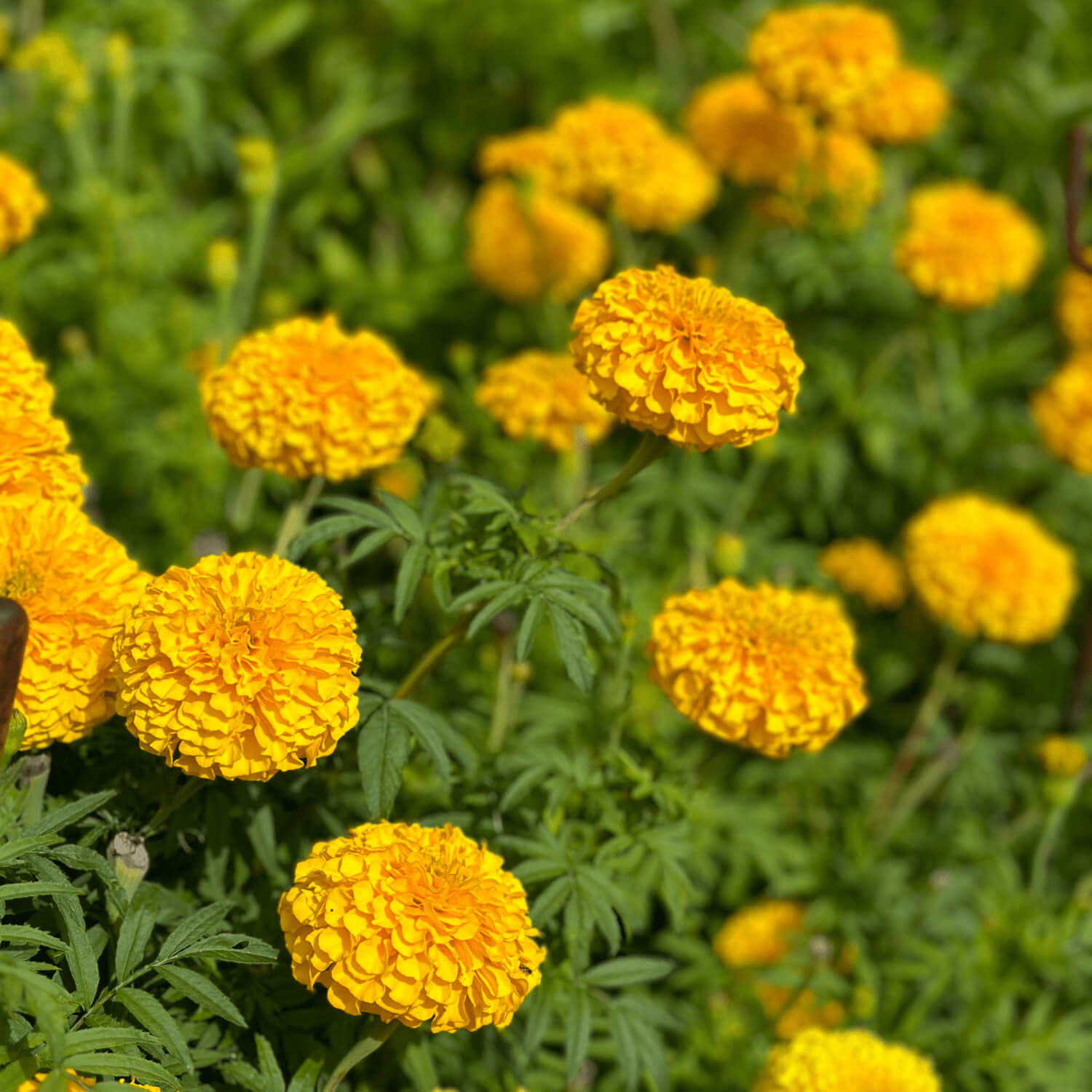 dye plant seeds for sale Grow Your Own Natural Dye Seeds (UK delivery only) – studioEVIG