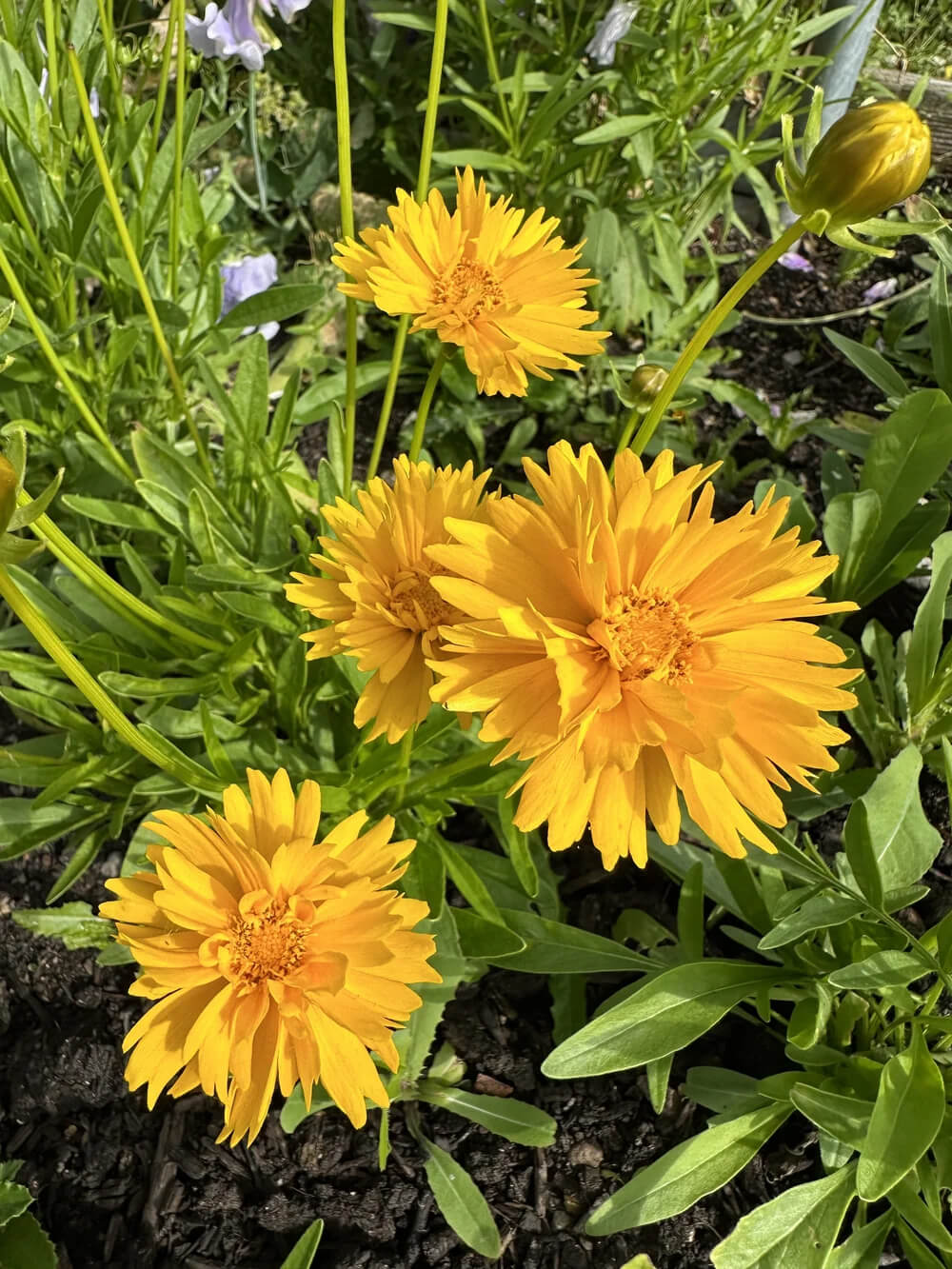 dye plant seeds for sale Grow Your Own Natural Dye Seeds (UK delivery only) – studioEVIG