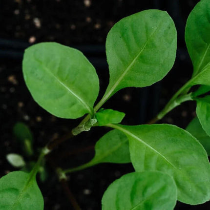 Close-up of young japanese indigo green plants with a dark background